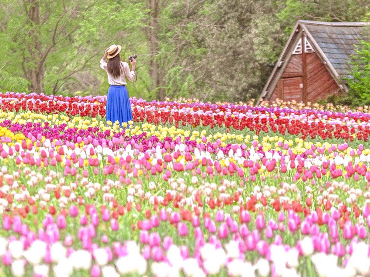 日本最大級の花絵は今しか見られません [食楽web]