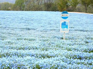 約100万本が開花する「ネモフィラの丘」