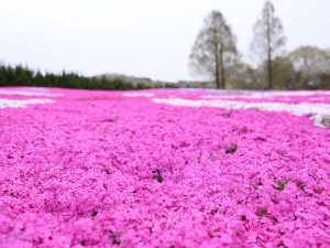春を感じる芝桜のピンク色