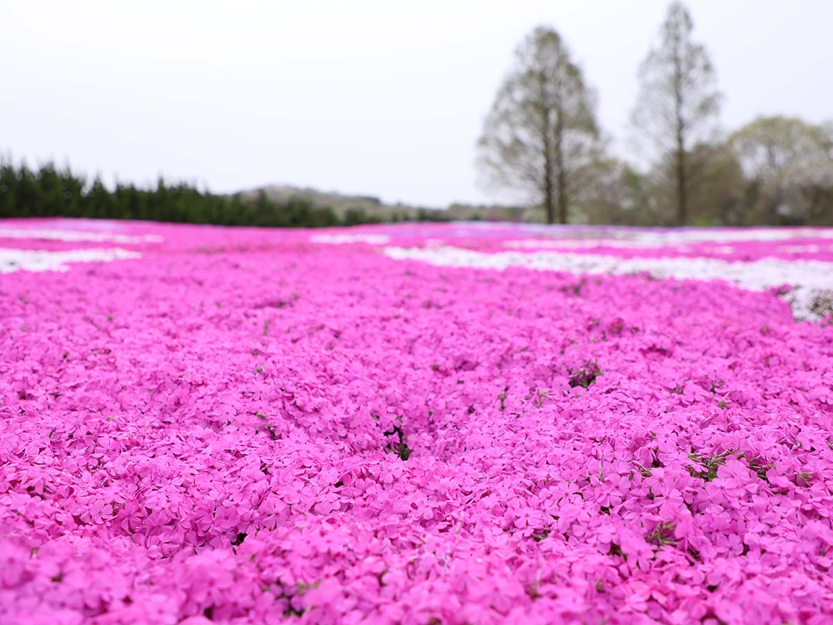 春を感じる芝桜のピンク色