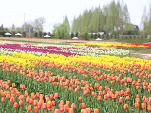 過去のチューリップ祭の様子