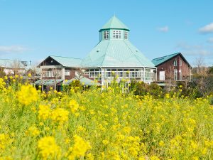 『枇杷倶楽部』。菜の花の季節はこんな美しい光景も
