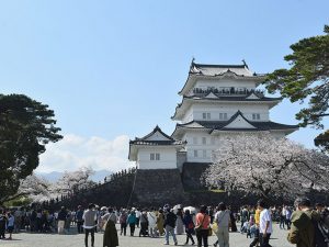 春の小田原城は桜も見事！