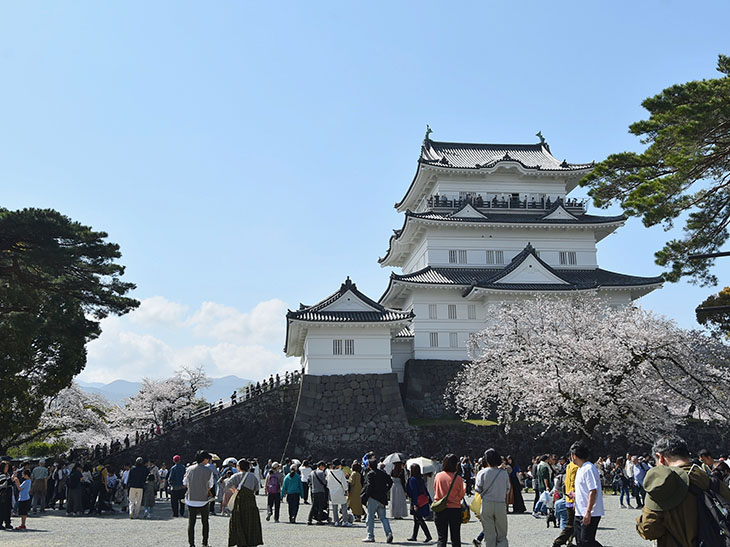 春の小田原城は桜も見事!