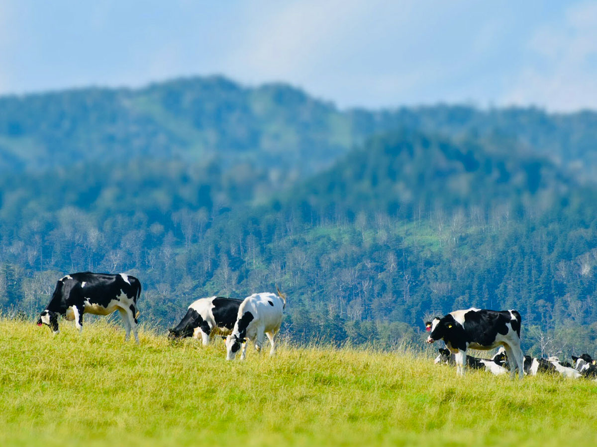 北海道産の食材を大事にし、牛乳は北海道産[食楽web]