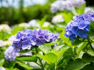 [食楽web]