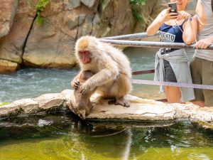 【長野グルメ旅】世界唯一の“温泉に浸かるサル”に出会いたい！ 地獄谷野猿公苑と渋温泉郷で楽しむレトロ喫茶のクリームソーダの魅力とは