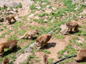 山から続々と降りてきたニホンザルの群れ