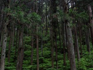 群馬県利根郡川場村の水源付近 [食楽web]