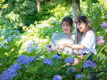 鎌倉の風物詩、紫陽花のシーズン到来！　紫陽花の名所を訪ねながら美しい花々と鎌倉の景色を堪能できる宿泊プランが登場