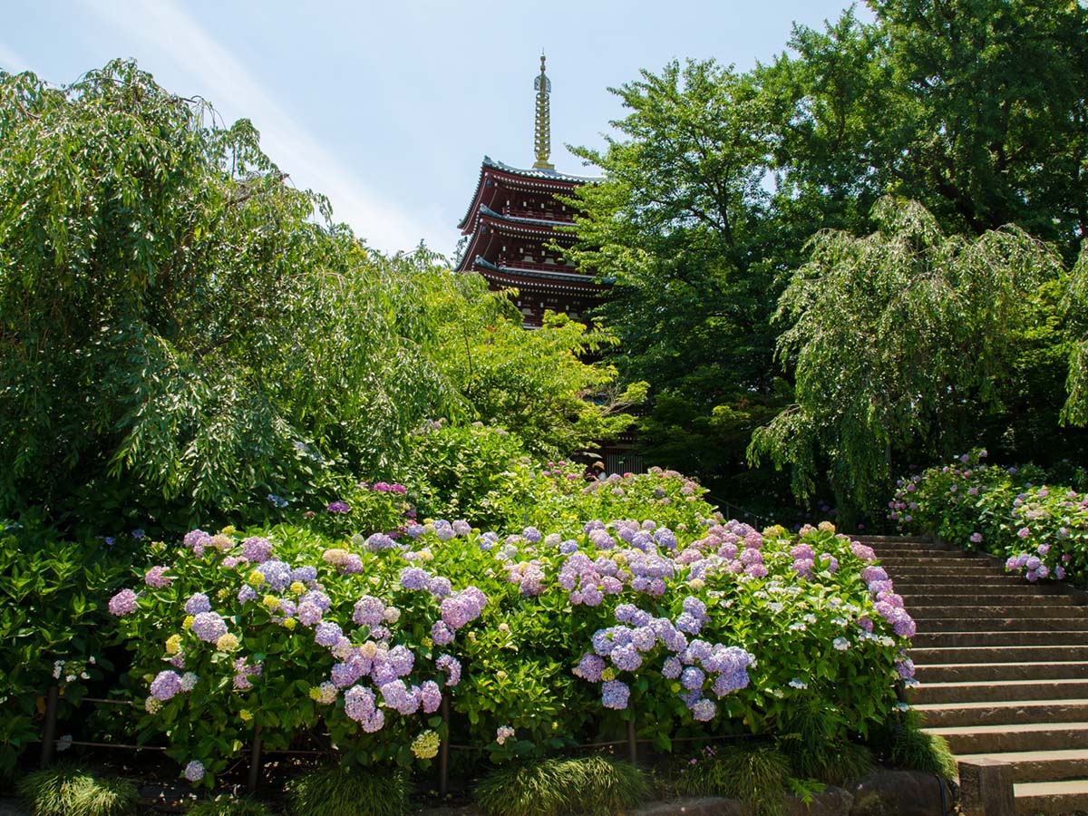 「本土寺」の「五十塔」とあじさい