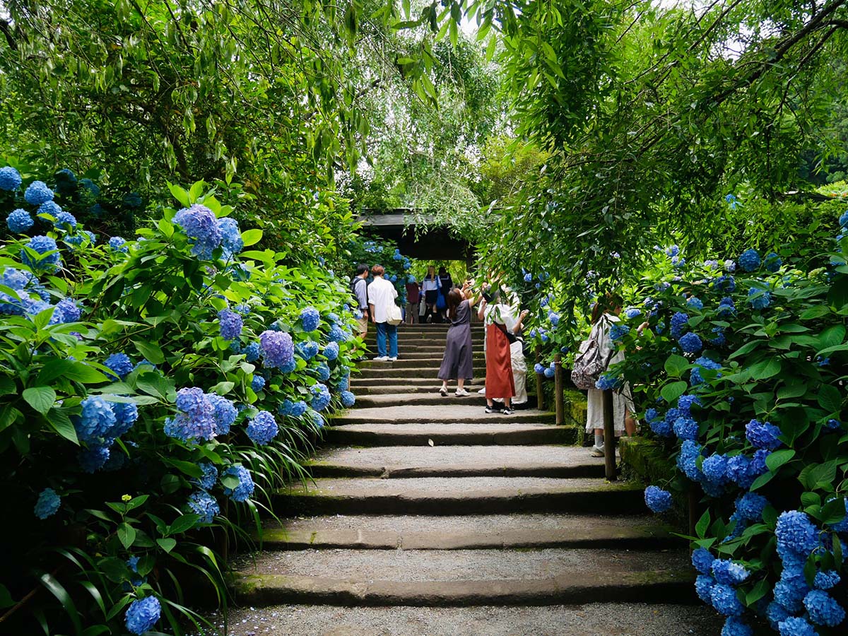 「明月院」の山門へ向かう階段のあじさい