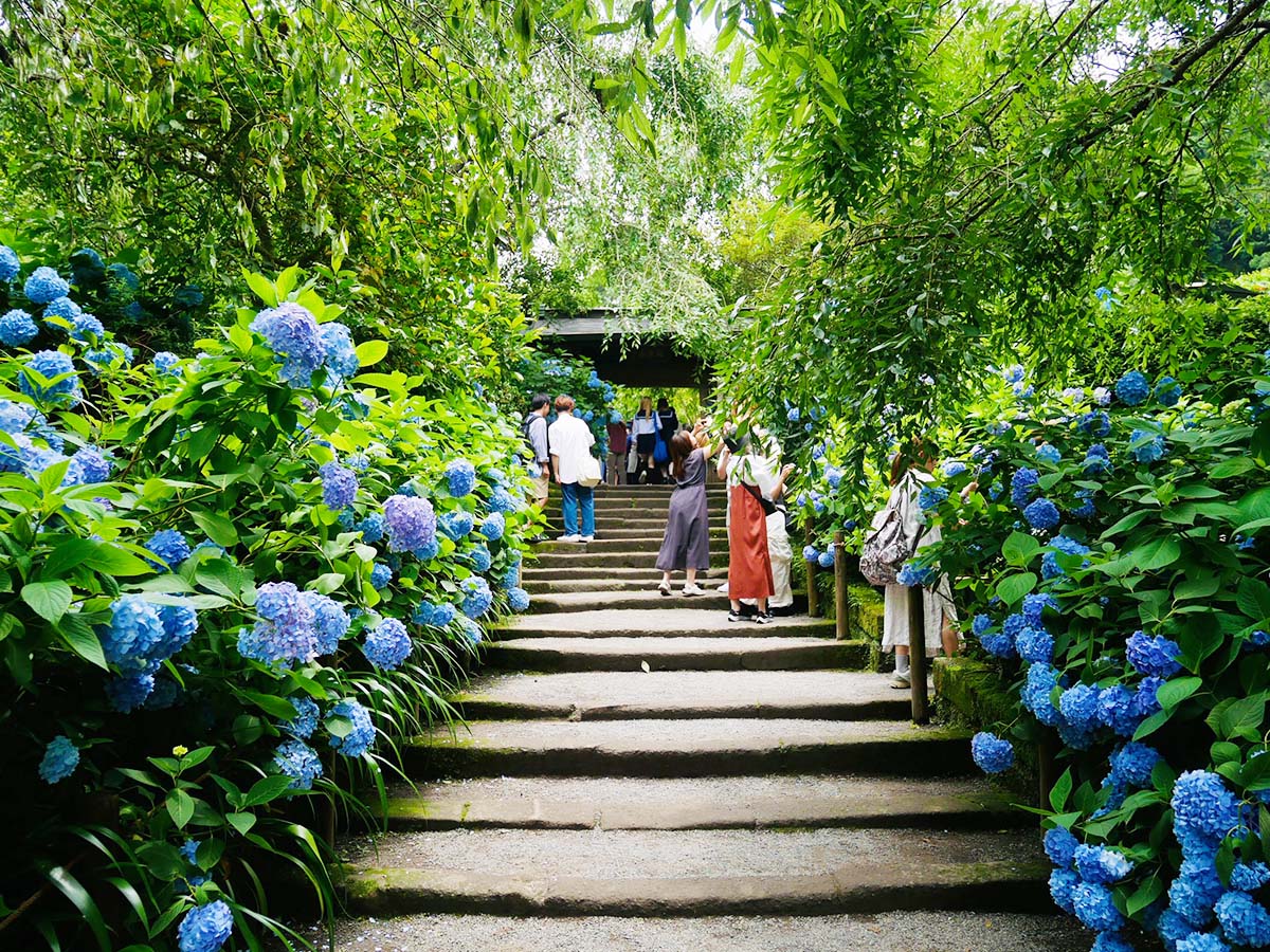 この紫陽花に囲まれた階段が撮影スポットとして有名