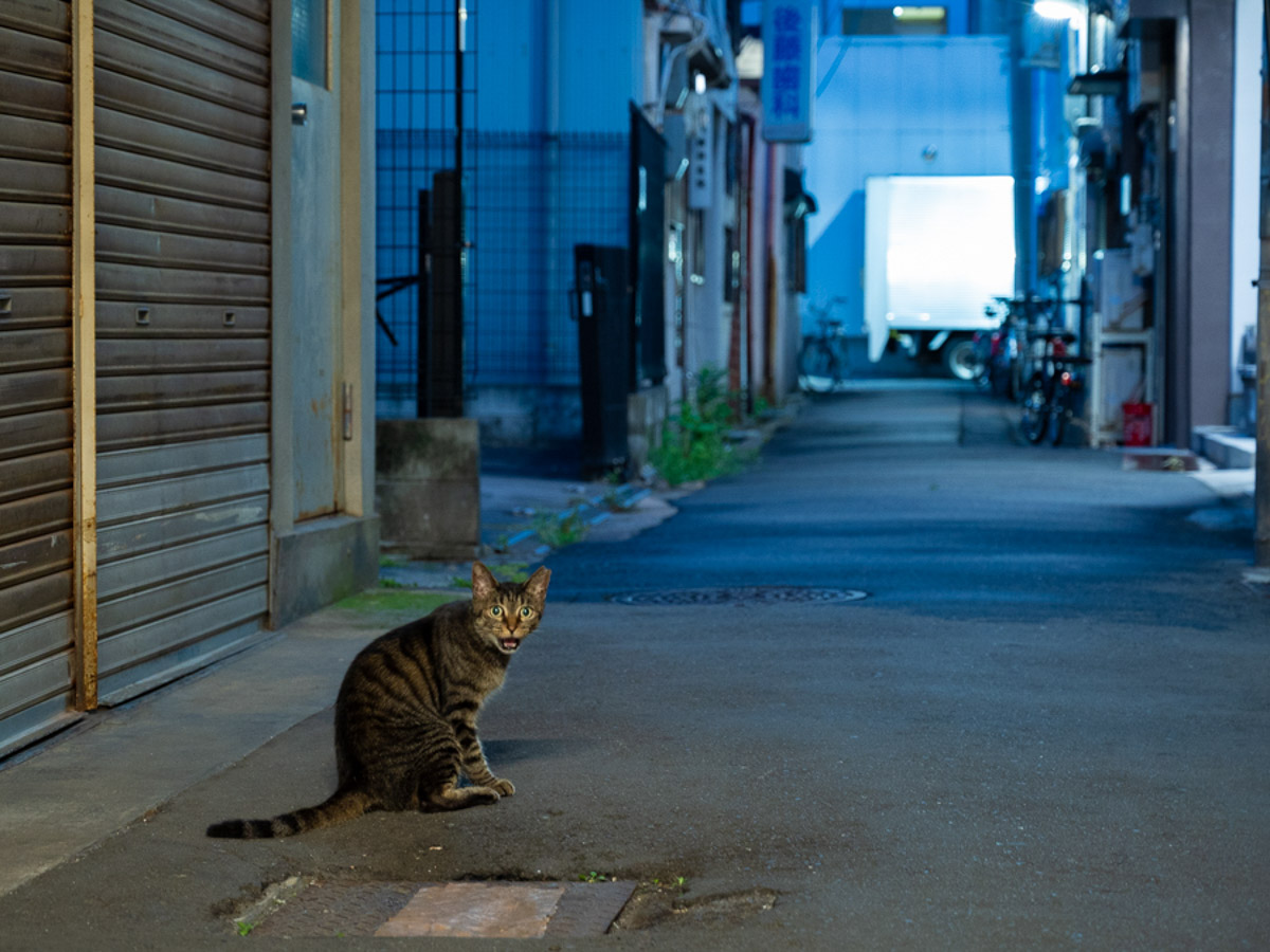 路地裏の猫は呼んだら寄ってきてスリスリしてくれた