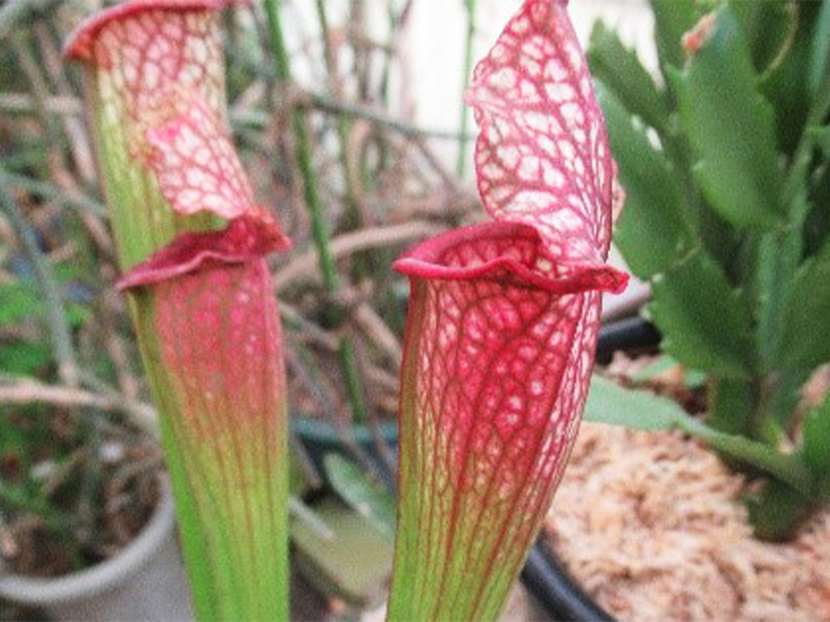サラセニア。筒状での捕虫葉の中に虫を落として消化吸収。葉の入り口に虫をおびき寄せる蜜線を装備。筒のような葉は滑りやすく、毛が下向きに生えているため脱出は困難