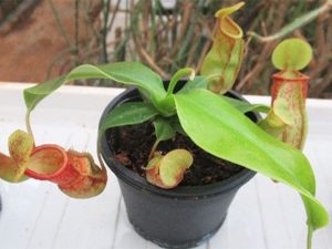 ウツボカズラ。ヒョウタンのような袋状の捕虫葉に液体をためて、落ちてきた虫を消化、吸収して栄養を補給する
