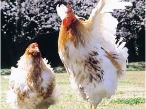 のびのびと育つ阿波尾鶏。餌には地養素を配合した飼料とオリーブ粕を使い、1平方メートルあたり10羽以下という、ゆったりとした飼育密度の中で育成される
