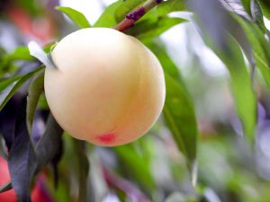 桃の果皮には、赤と白があります