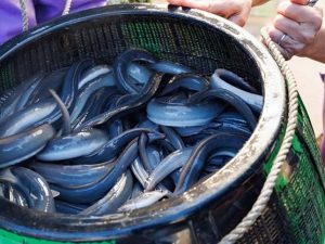 愛知県一色町ではうなぎ漁が盛んです