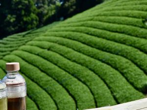 ピクニックツアーには緑茶と和紅茶、フルーツサンドがセットに。旨味が濃厚な品種は水出しにすると一層、おいしい