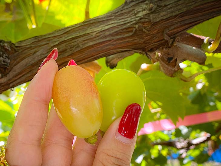 手前がサンシャインレッド［食楽web］