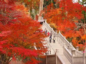 【絶景めぐり】一生に一度は訪れたい！紅葉・SL・眺望テラスなど静岡屈指の「幻想的スポット」6選