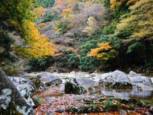 紅葉の見頃は10月後半から11月。見事な渓谷美が楽しめる