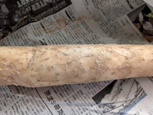 比較的表面がなめらかものを選ぶ