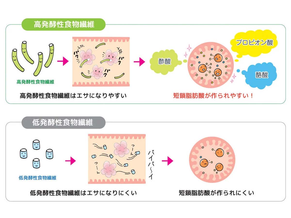 高発酵性食物繊維と低発酵性食物繊維の違い