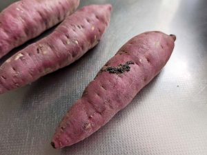 ステンレスのキッチンの上に並べた紫色のさつまいも
