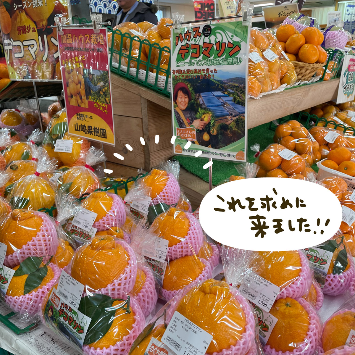 宇土マリーナで販売されている「デコマリン」