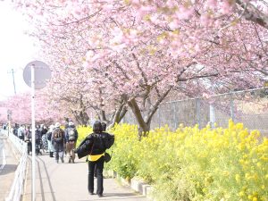東京周辺で満開の「梅」と「桜」を楽しめる注目スポット5選