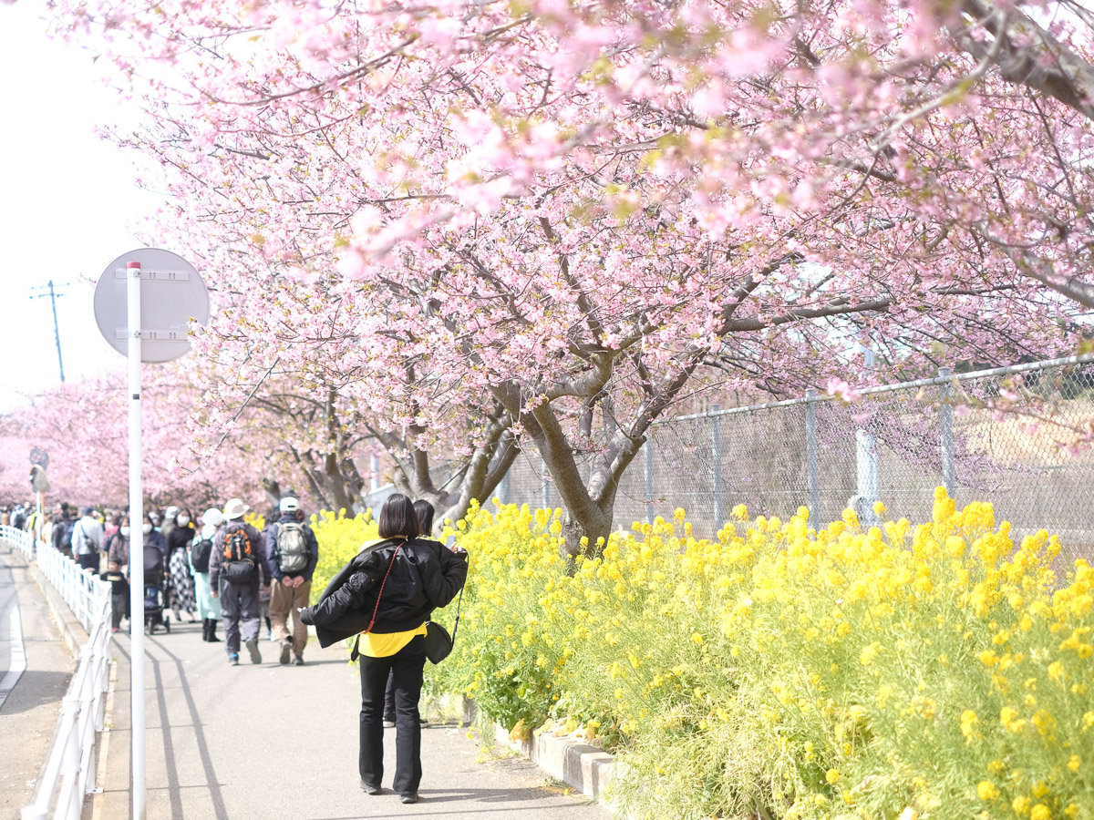 東京周辺で満開の「梅」と「桜」を楽しめる注目スポット5選