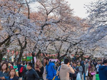 2025年の花見に訪れたい都内の絶景「桜スポット」5選