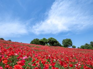 [食楽web]