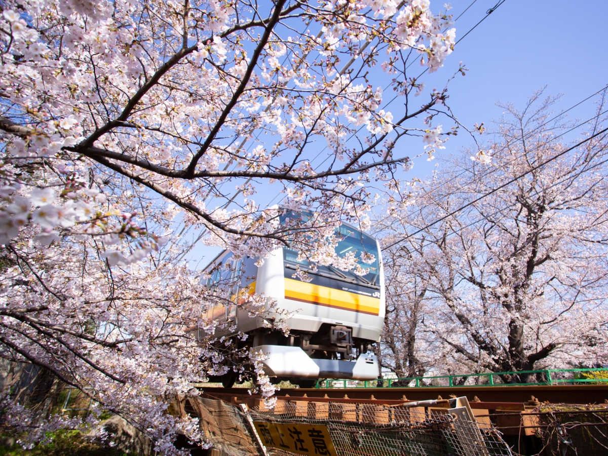 桜の名所、イベント、桜スイーツも！ 川崎市多摩区で桜を満喫できるスポット5選