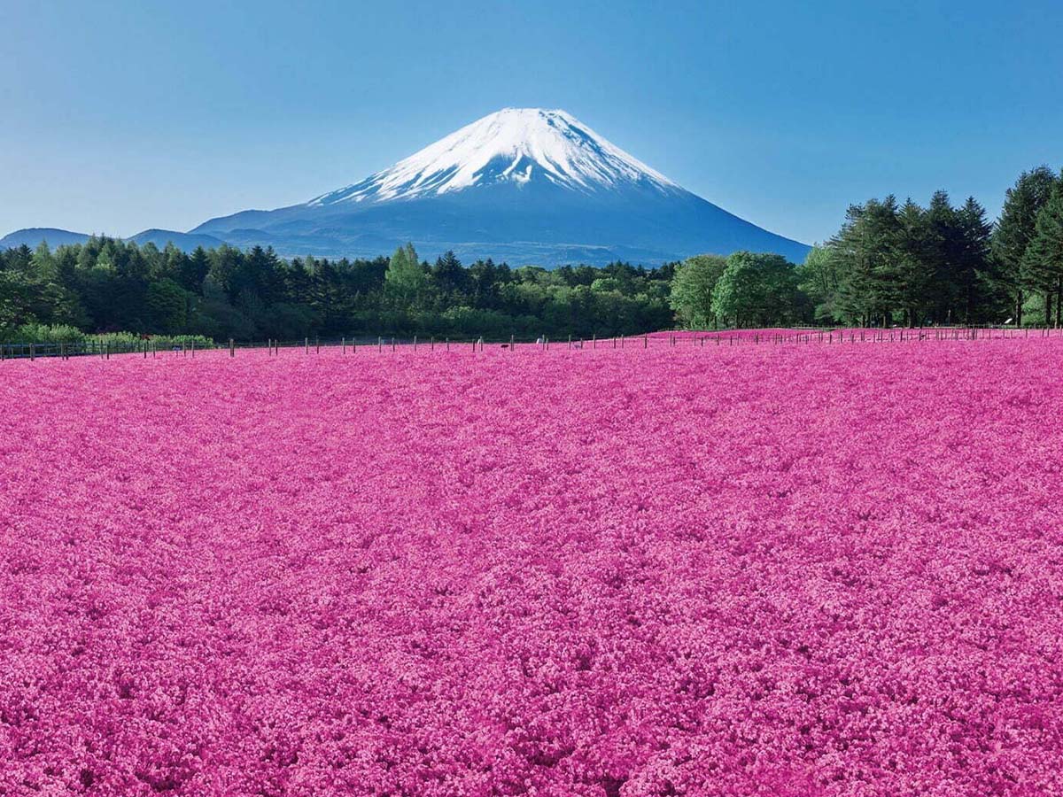 一生に一度は訪れたい！東京から日帰りで行ける絶景お花見スポット＆屋内イベント10選