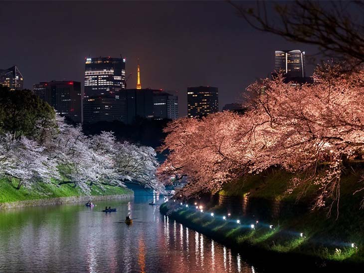 東京の夜景をバックに美しくライトアップされた夜桜が楽しめます