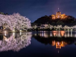 桜と旧燈明寺三重塔をはじめとする歴史的建造物をライトアップ