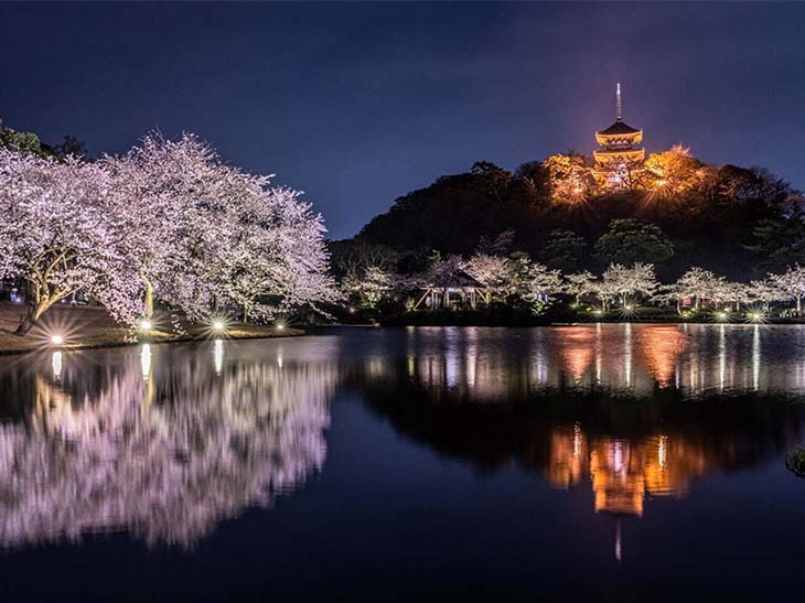 桜と旧燈明寺三重塔をはじめとする歴史的建造物をライトアップ