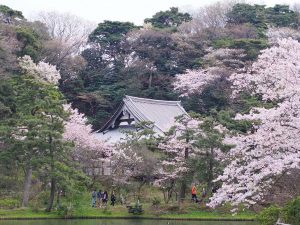 横浜の本牧通りと本牧桜道につながる、約2kmの桜のアーチの先にある三溪園