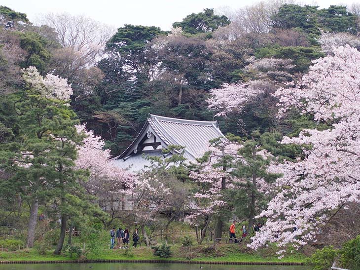 横浜の本牧通りと本牧桜道につながる、約2kmの桜のアーチの先にある三溪園