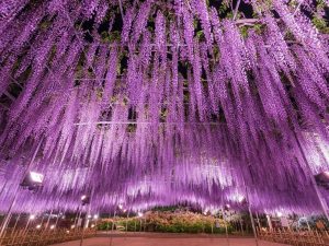 毎年恒例となった名物イベント「ふじのはな物語～大藤まつり2025～」、4月19日(土)以降はライトアップも実施　※写真はイメージ