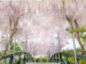 「うす紅藤」　※イメージ [食楽web]