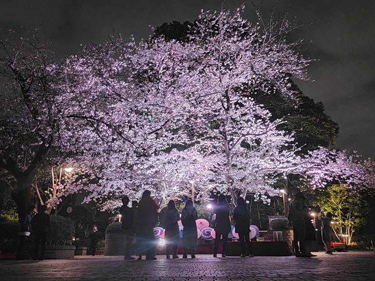品川区から「しながわ百景」に認定されている御殿山トラストシティ敷地内の桜