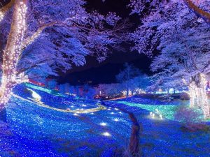 夕方から実施されるイルミネーションイベント「夜桜イルミリオン」