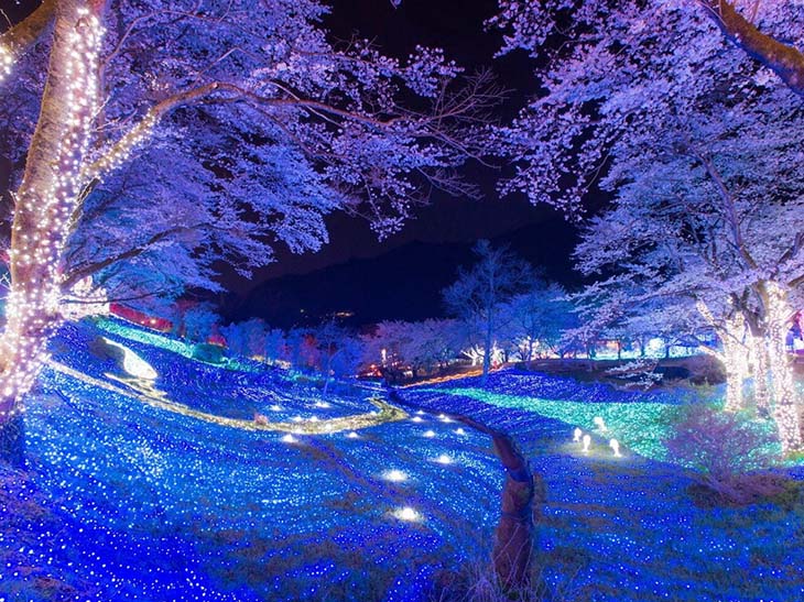 夕方から実施されるイルミネーションイベント「夜桜イルミリオン」