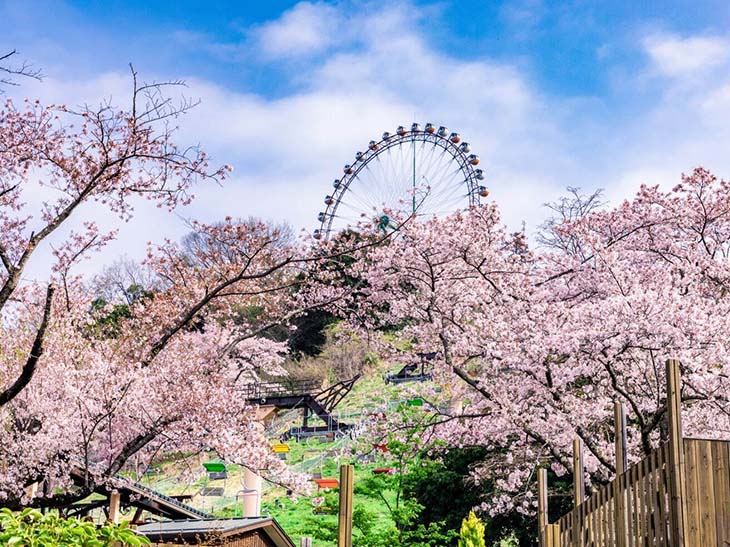 遊園地×2500本の桜で体験型のお花見を!