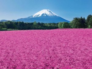 富士山の春の訪れを告げる「富士芝桜まつり」は今年で18年目