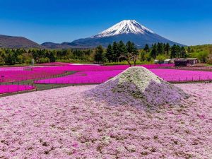 約50万株の芝桜の見頃は4月中旬から5月下旬